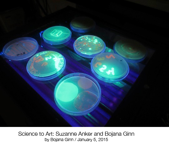 BojanaGinnArtScience4